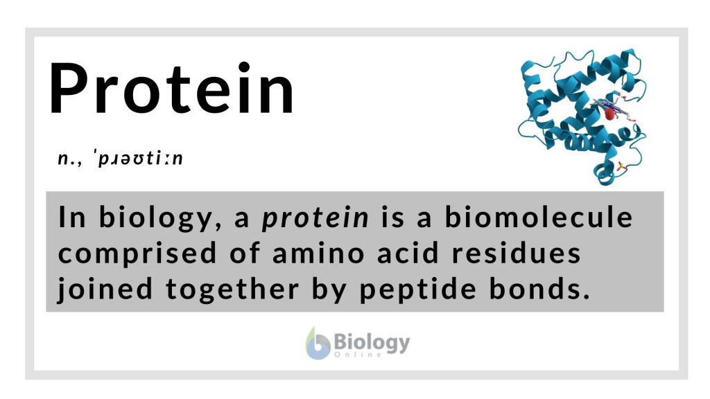 Protein Definition and Examples Biology Online Dictionary