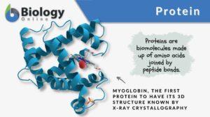 protein definition example (myoglogin)