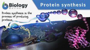protein synthesis definition and example