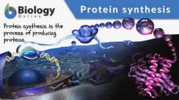 protein synthesis definition and example