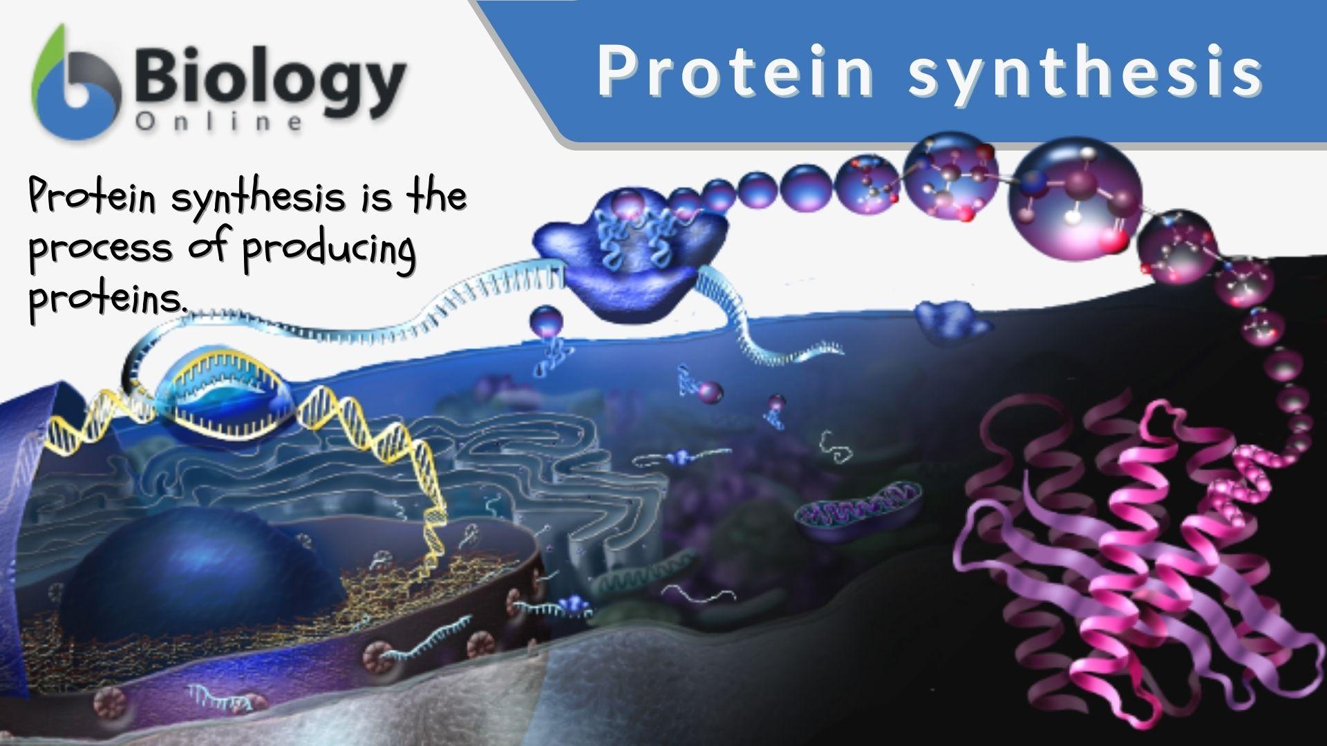Protein synthesis - Definition and Examples - Biology Online Dictionary