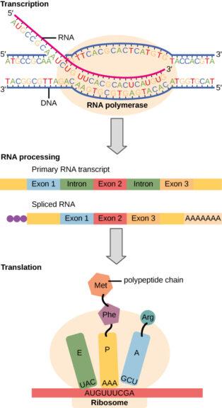 protein synthesis steps diagram