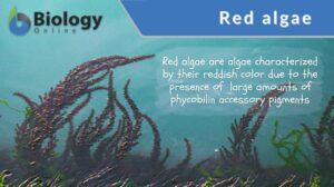 red algae definition and example