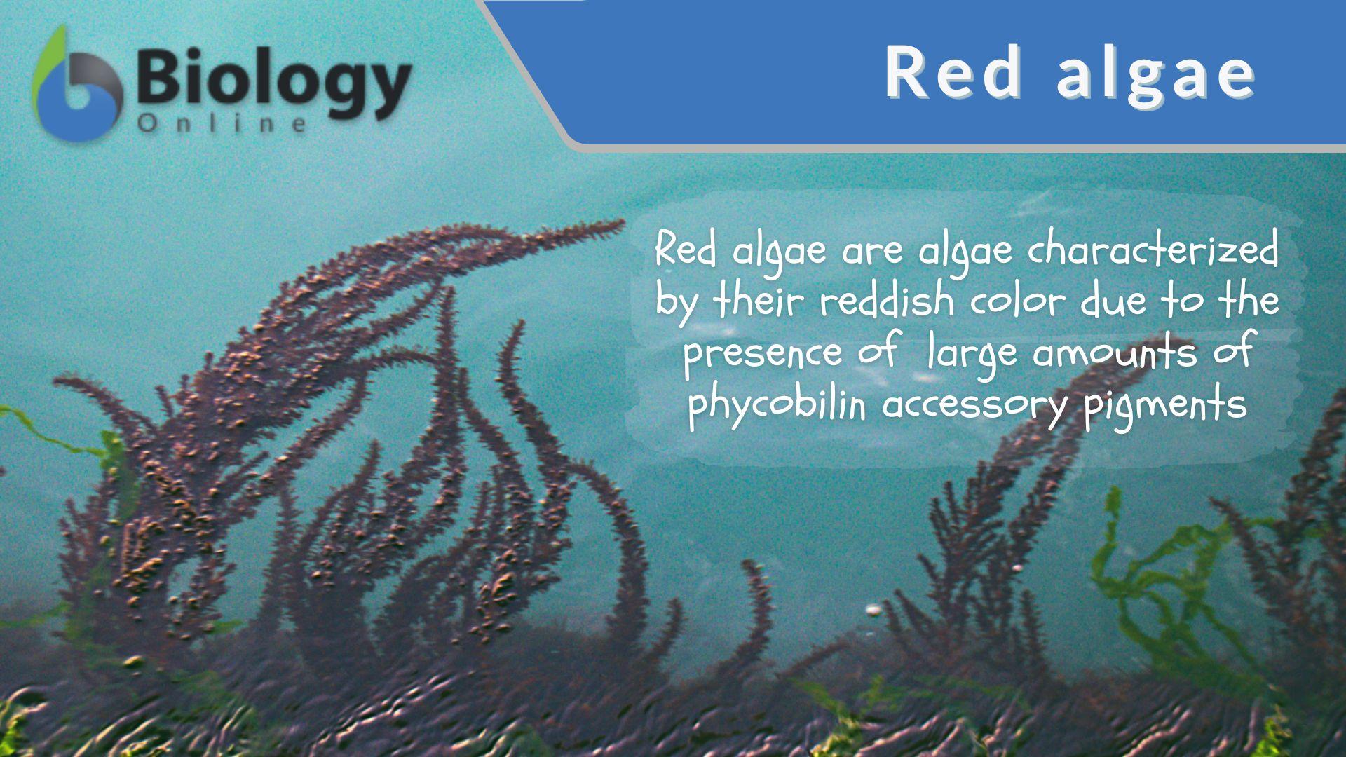 Red algae - Definition and Examples - Biology Online Dictionary