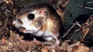 animal water regulation - kangaroo rat