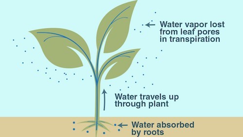 Plant water regulation - transpiration pull