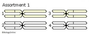 Independent Assortment and Crossing Over - Biology Online Tutorial