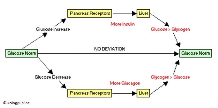 Glucose regulation mechanisms