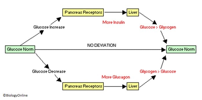 Sugar Homeostasis Biology Online Tutorial sugar-homeostasis-biology-online-tutorial