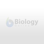 Prop root anatomy of Philodendron bipinnatifidum Schott (Araceae)