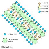 DNA Structure & DNA Replication - Biology Online Tutorial