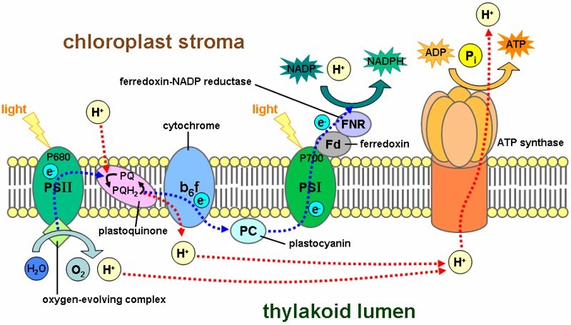 light reaction photosynthesis