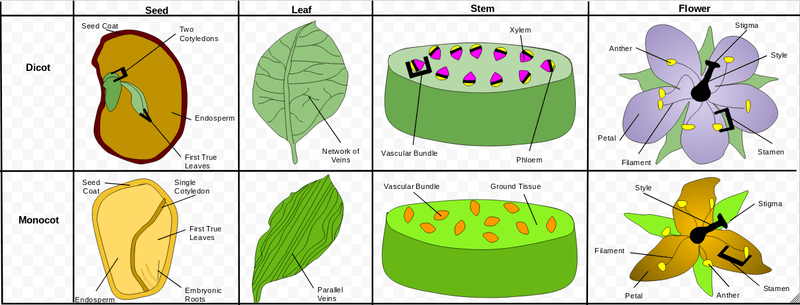 Fruits Flowers And Seeds Biology