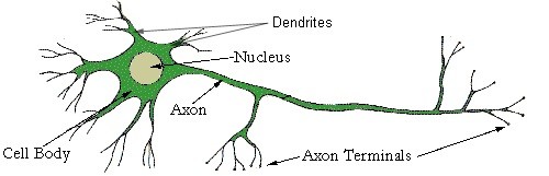 neuron diagram