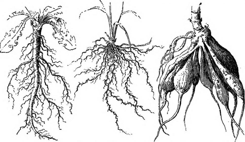 plant biology tutorials - plant root types diagram