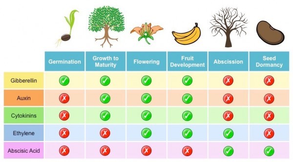 Growth And Plant Hormones Biology Online Tutorial