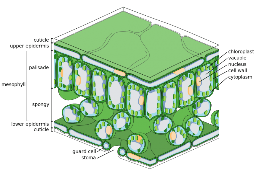 plant leaf layers