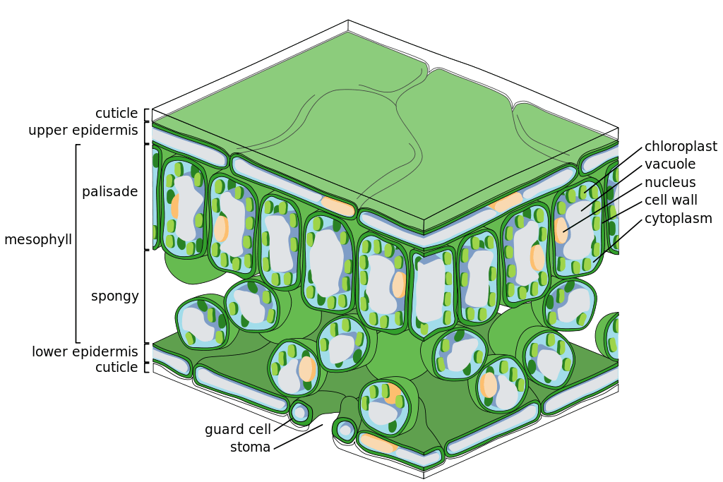 leaf structure diagram
