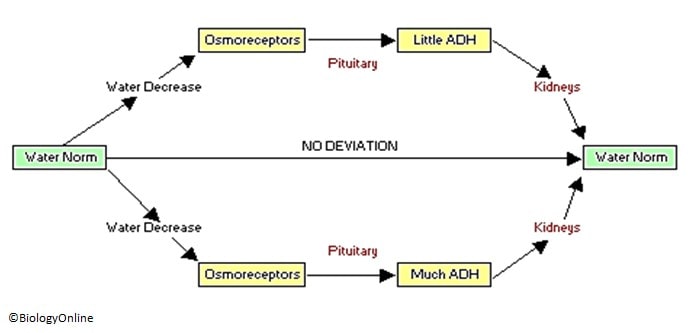 Homeostasis of Organism Water Regulation - Biology Online Tutorial Homeostasis of Organism Water Regulation - Biology Online Tutorial