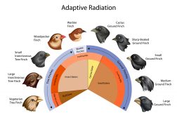 Adaptive Radiation