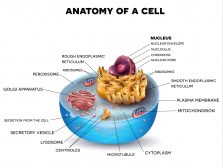 Biological Cell schematic diagram