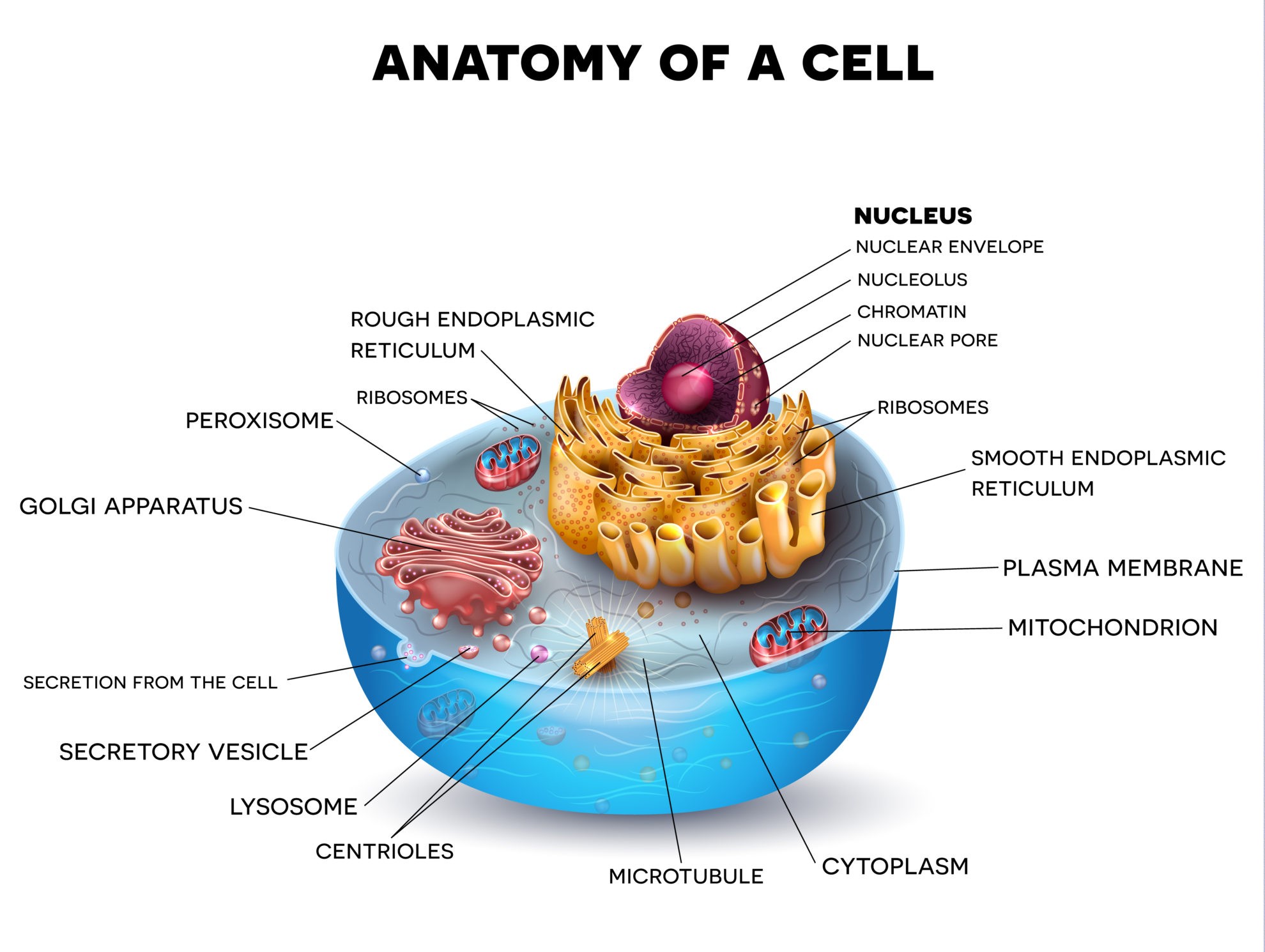 research about cell biology