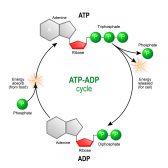 Biological Energy