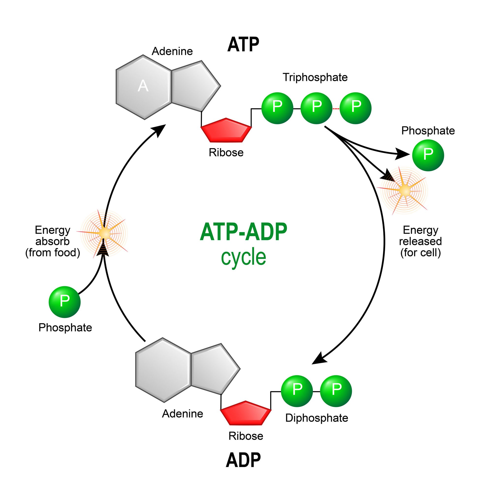 how does atp travel through the body