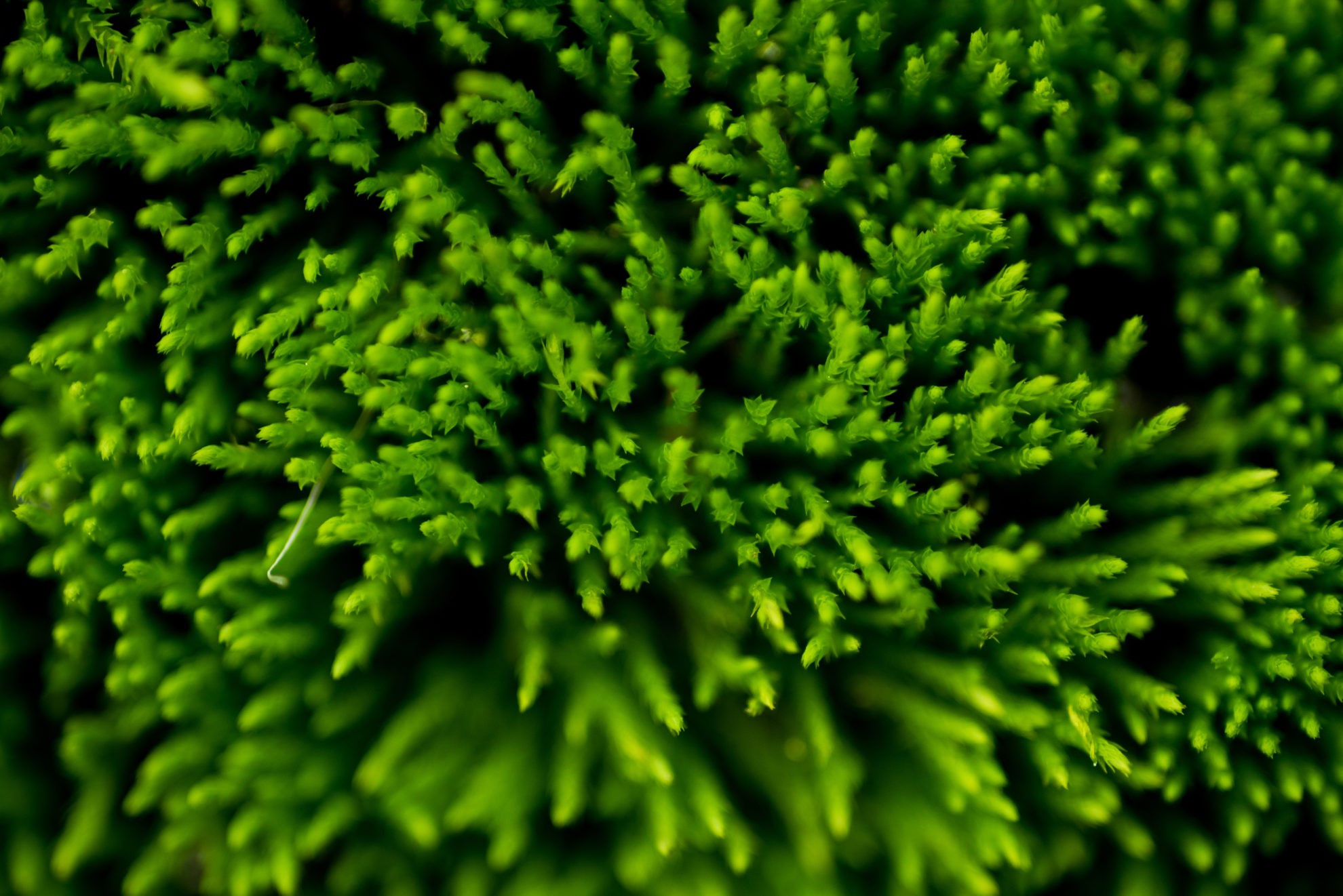 Bryophytes Mosses