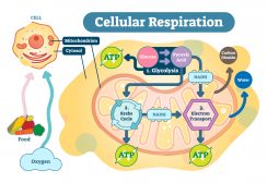 Cell Respiration