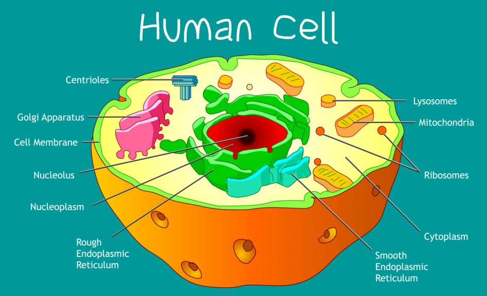 research and report types of human cells