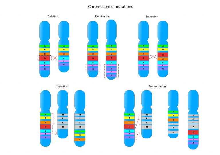 Gene And Chromosome Mutation Worksheet Answer