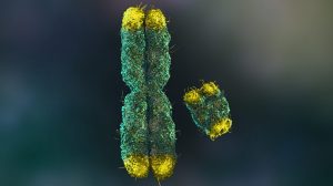 Chromosomes X and Y and Sex Determination