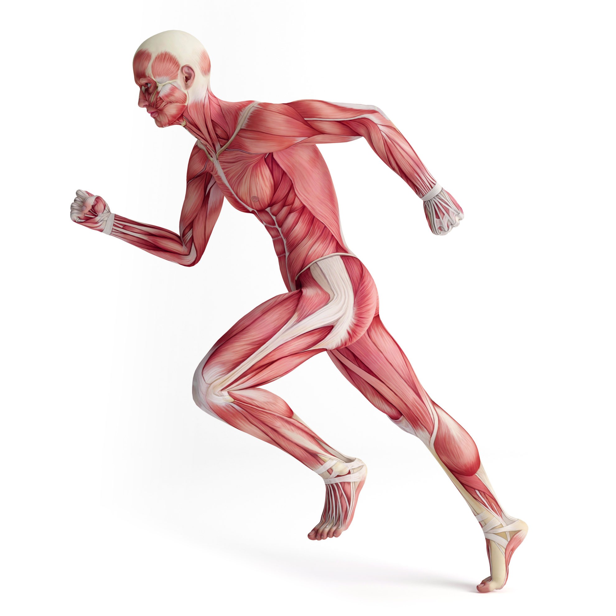 Control of Body Movement - Biology Online Tutorial