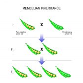 essay on independent assortment