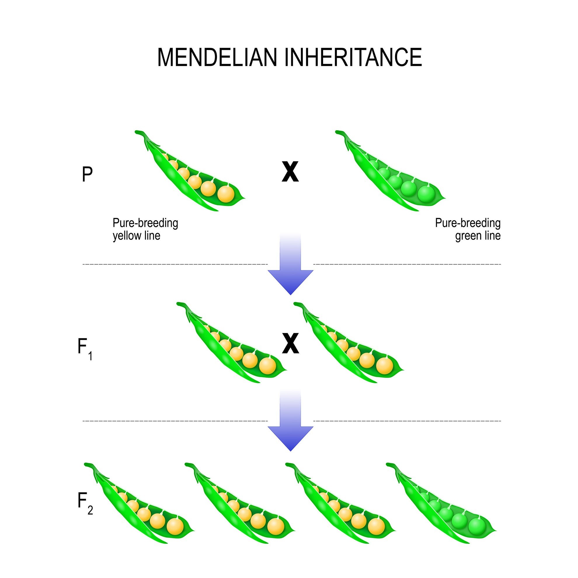 Gregor Mendel Punnett Square