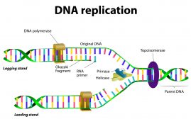 Schematic diagram of DNA replication