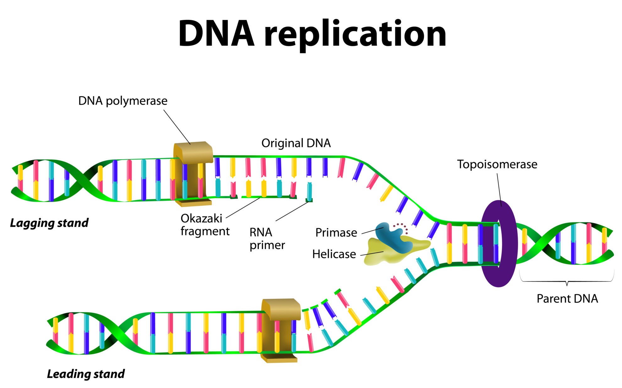 DNA Structure & DNA Replication - Biology Online Tutorial Inside Dna Structure And Replication Worksheet