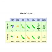 A chart depicting Mendel's Law of Dominance