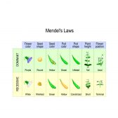 A chart depicting Mendel's Law of Dominance