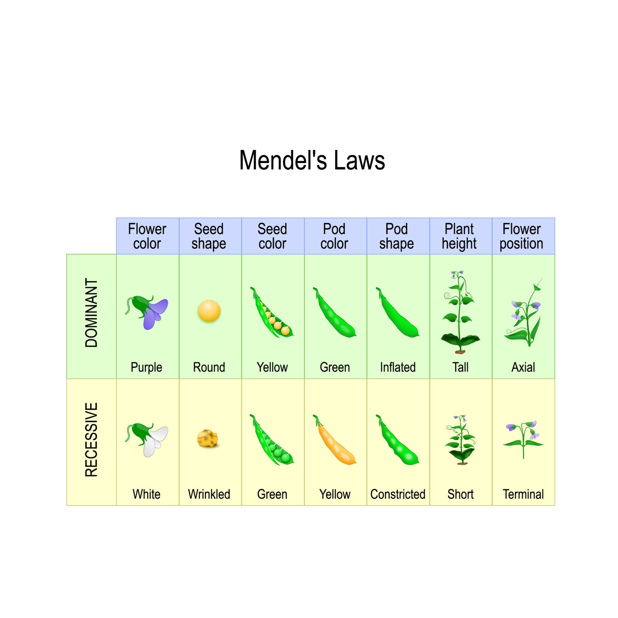 null hypothesis mendelian genetics