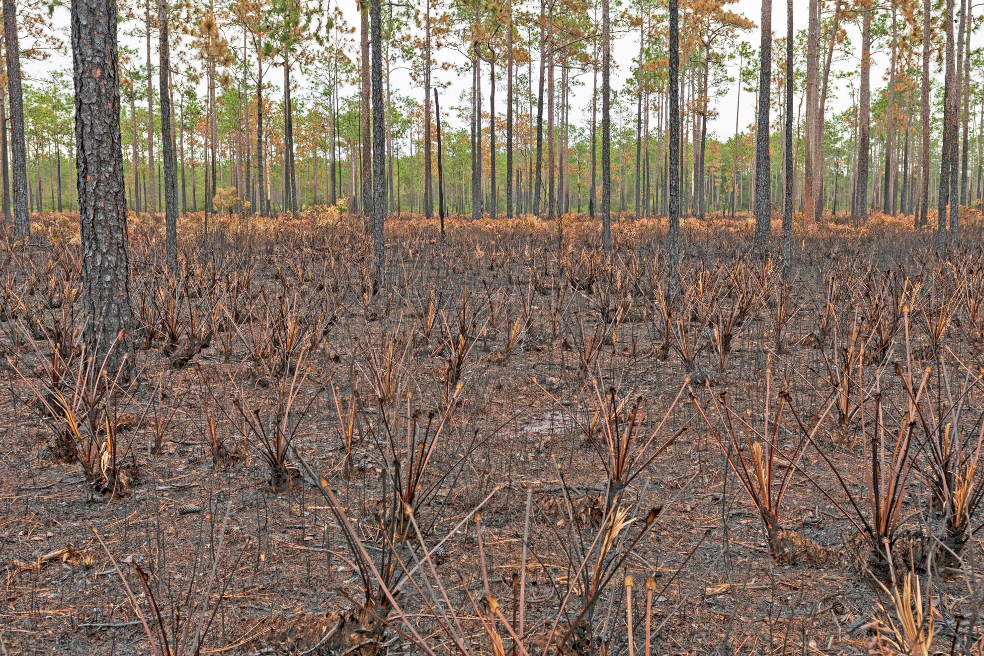 Ecosystem Succession