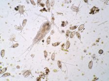 Freshwater aquatic plankton