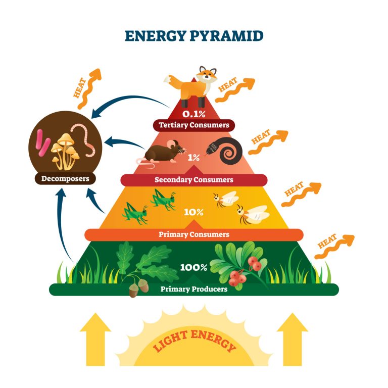 Energy pyramid