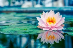 Pink Lotus plant on a pond