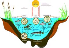 Freshwater lake ecosystem