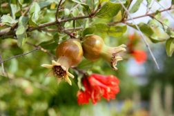 Flowers and tiny fruits of the pomegranate plant