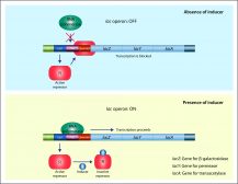 Schematic diagram of bacterial lactose operon