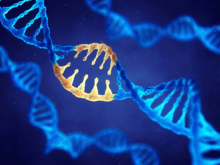 DNA carries genes coding for proteins