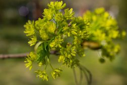 Gibberellins and Gibberellic Acid